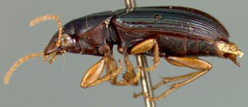 Media type: image;   Entomology 22026 Aspect: habitus lateral view